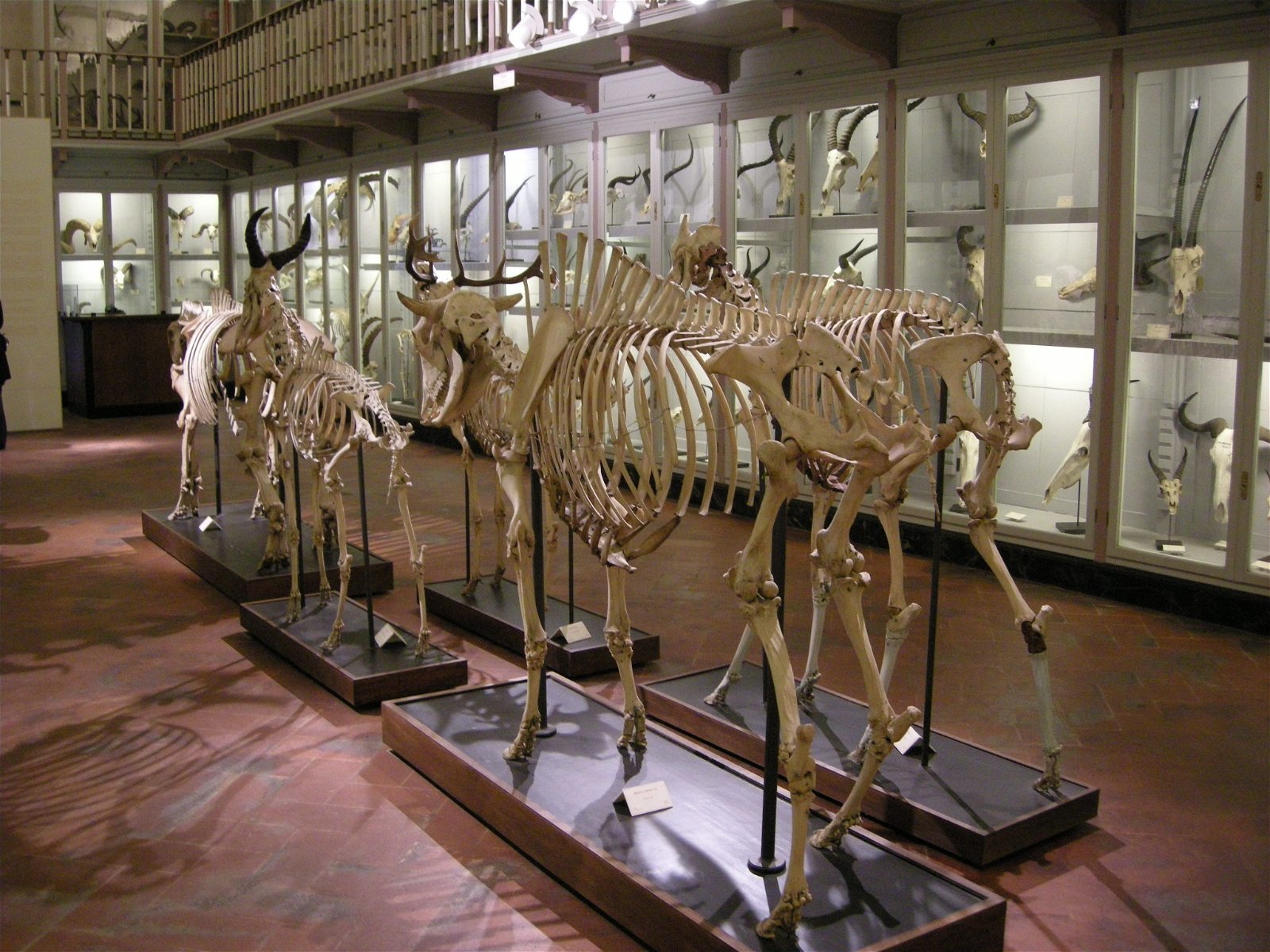 La Specola - Museum of Zoology and Natural History