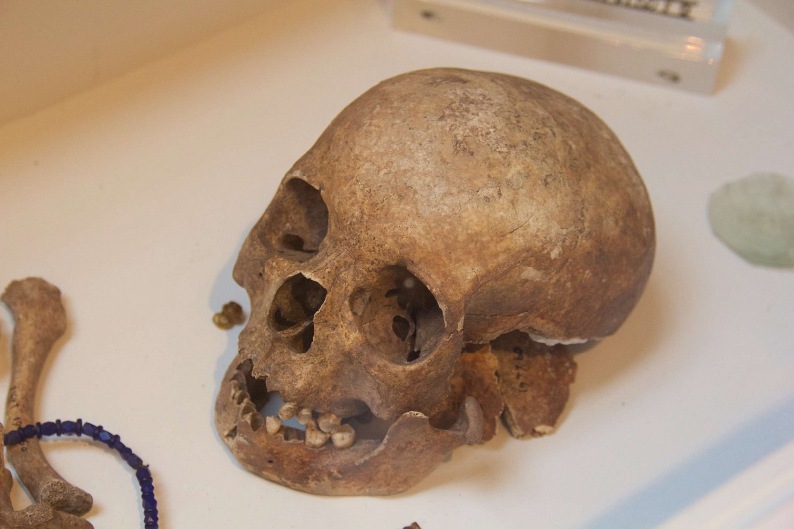 Yorkshire Museum and Gardens