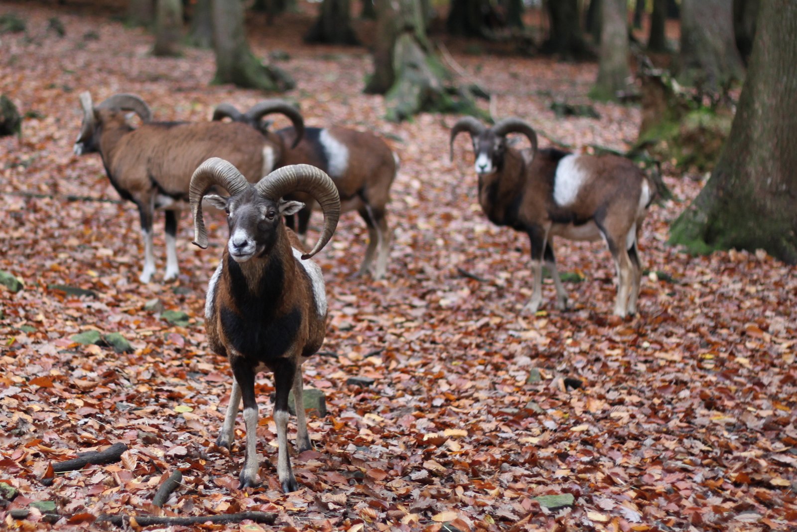 The Game Park of La Roche-en-Ardennes