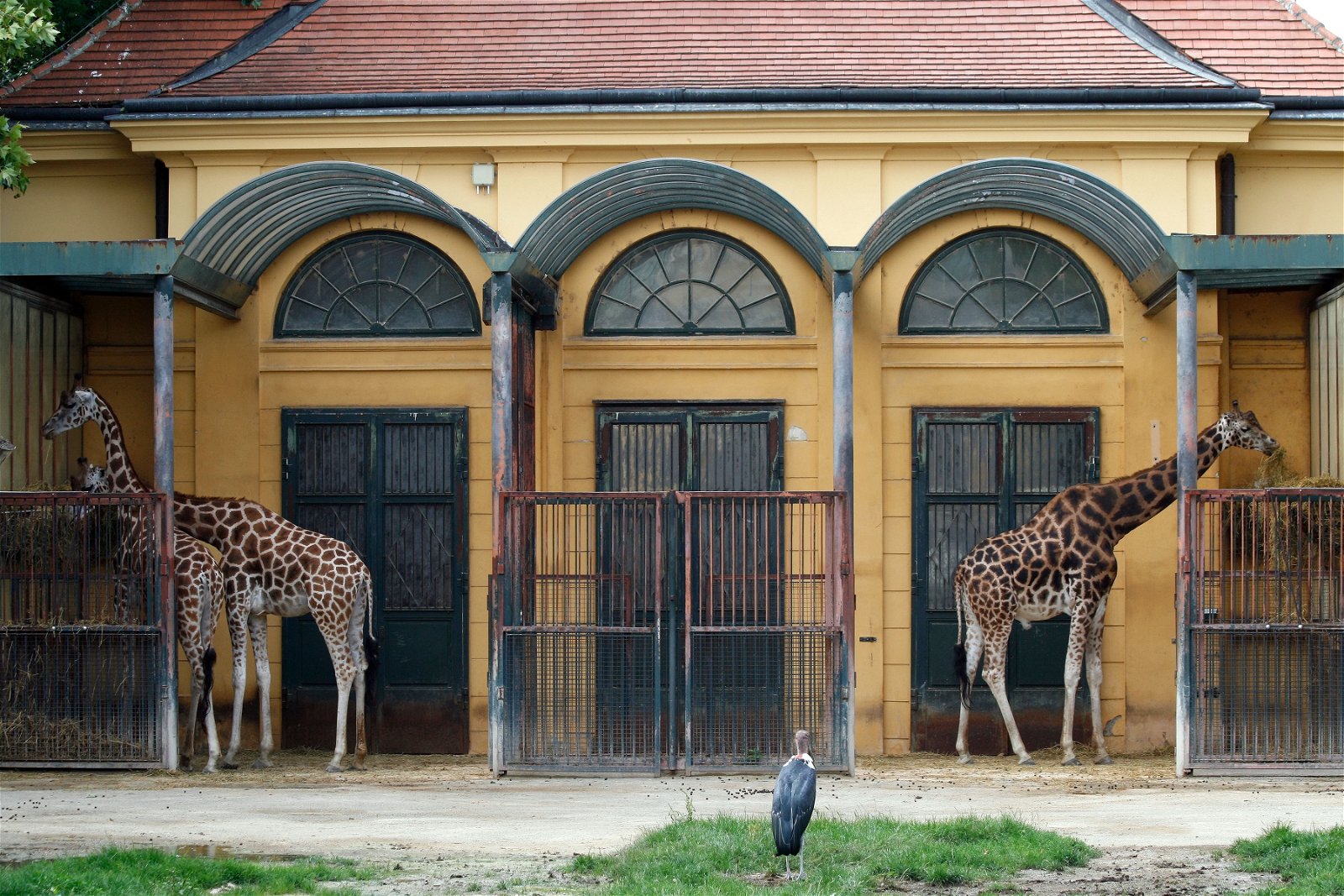 Tiergarten Schönbrunn (Vienna) - Visitor Information & Reviews