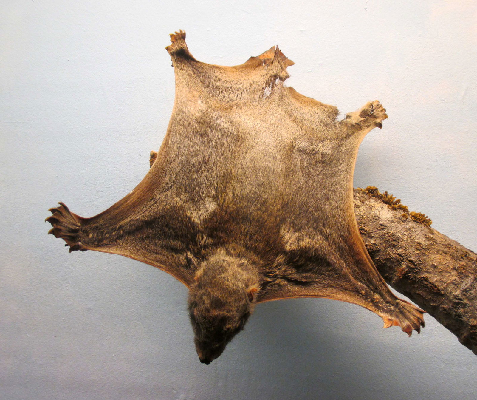 Göteborg Natural History Museum