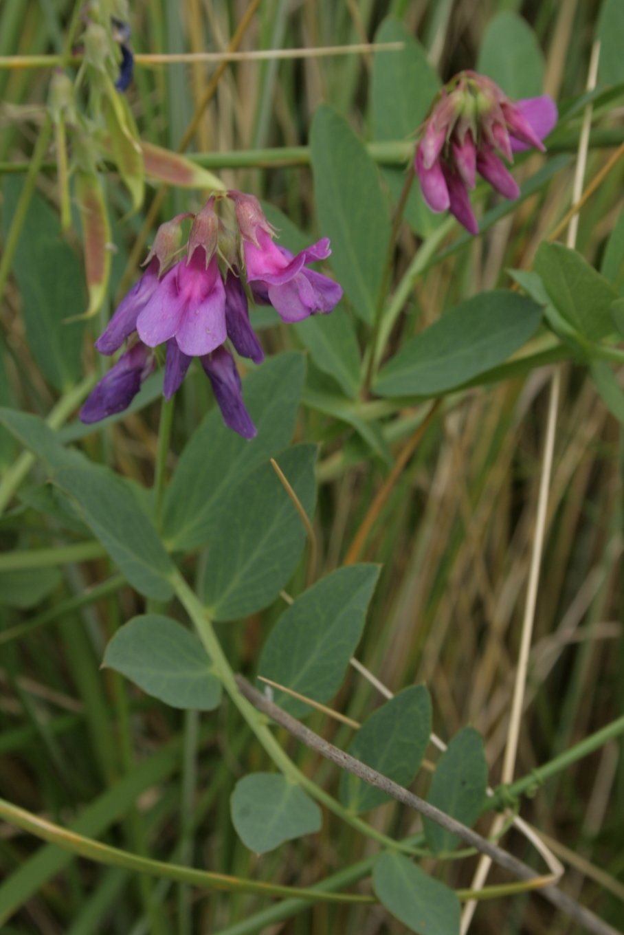 Aarhus Botanical Gardens