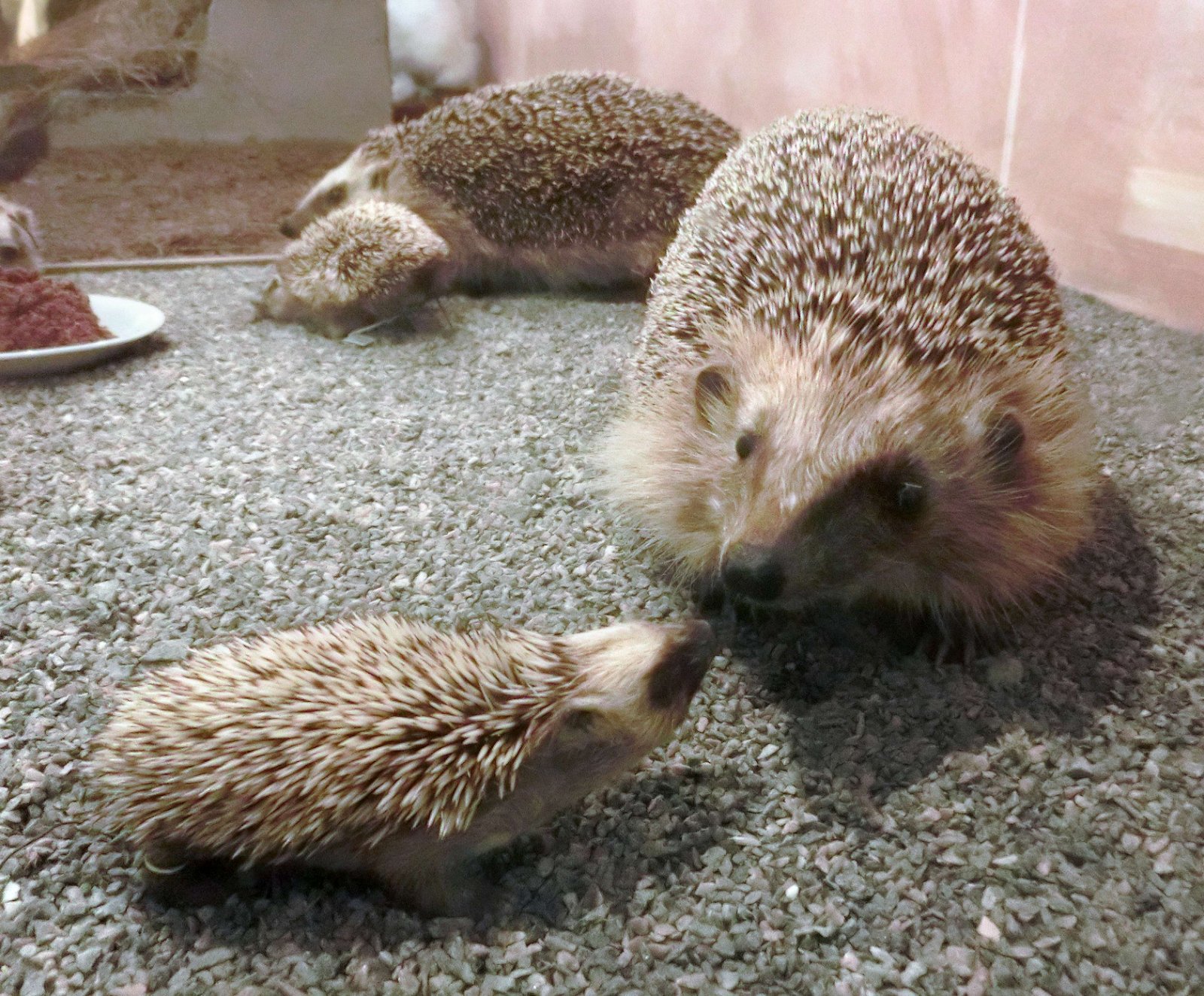 Göteborg Natural History Museum