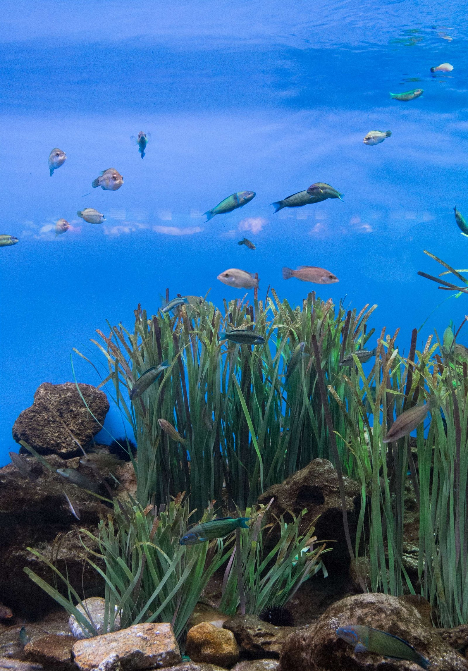 L’Aquàrium de Barcelona