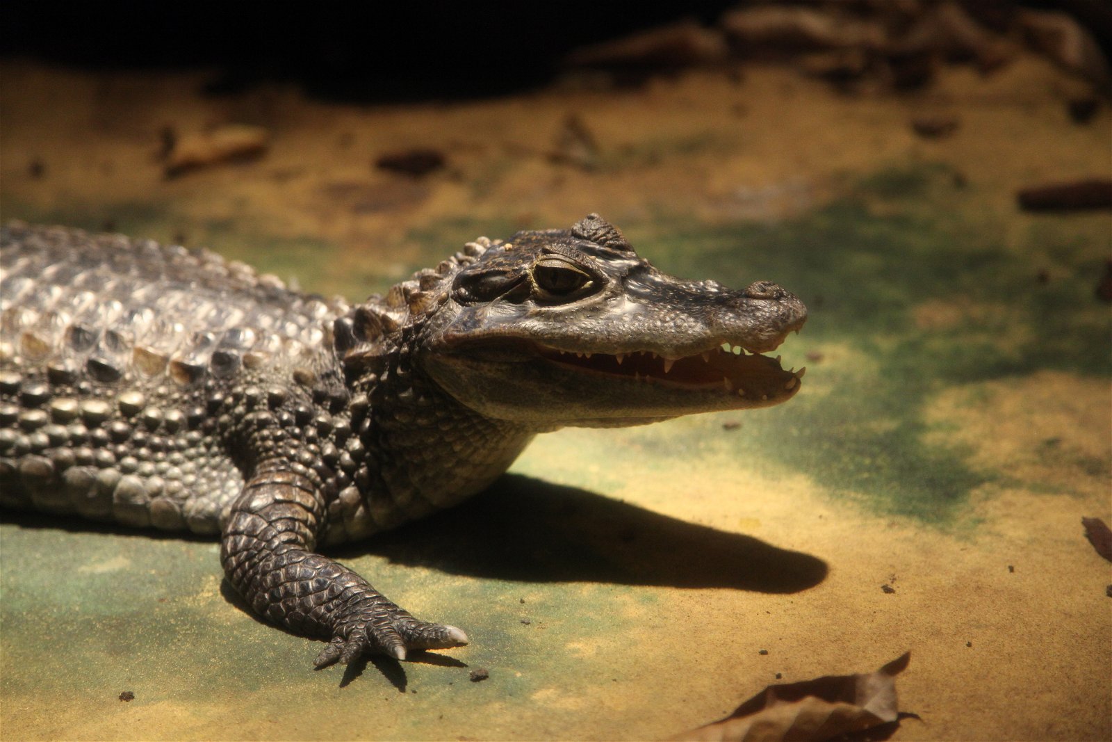 Aquazoo – Löbbecke-Museum Düsseldorf