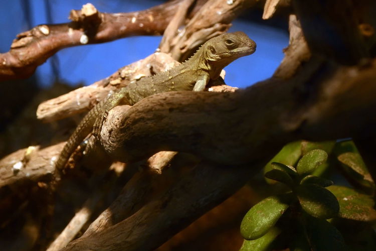 Musée d'histoire naturelle et vivarium