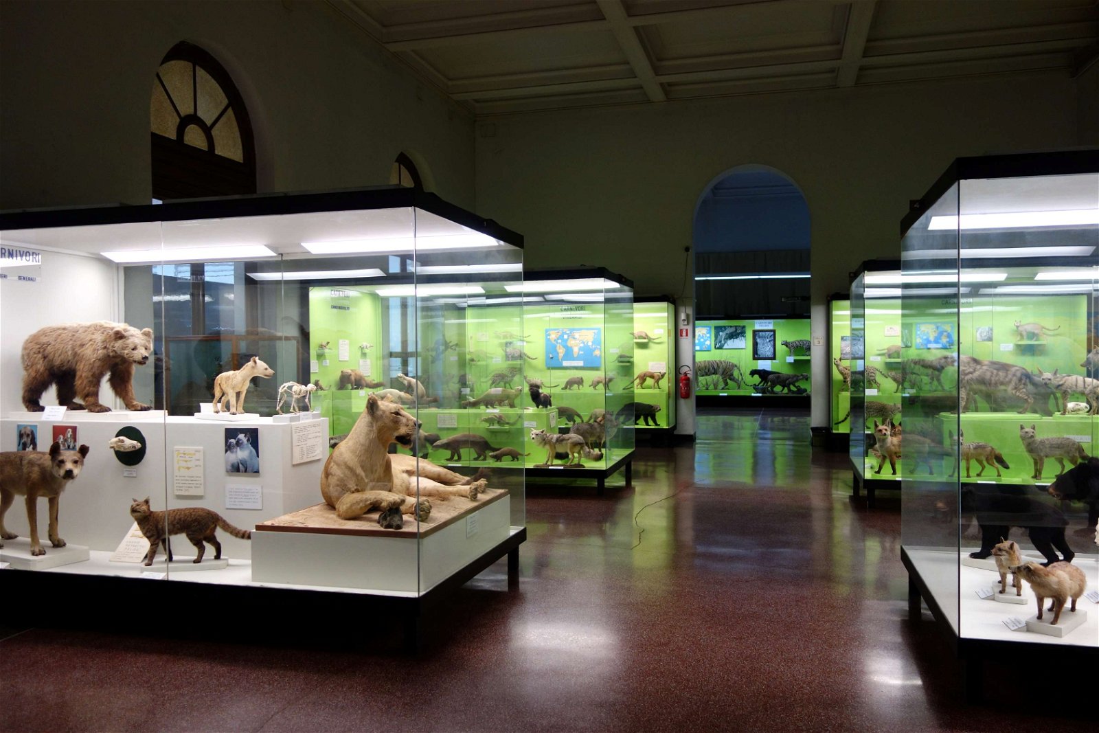 Museo Civico di Storia Naturale Giacomo Doria