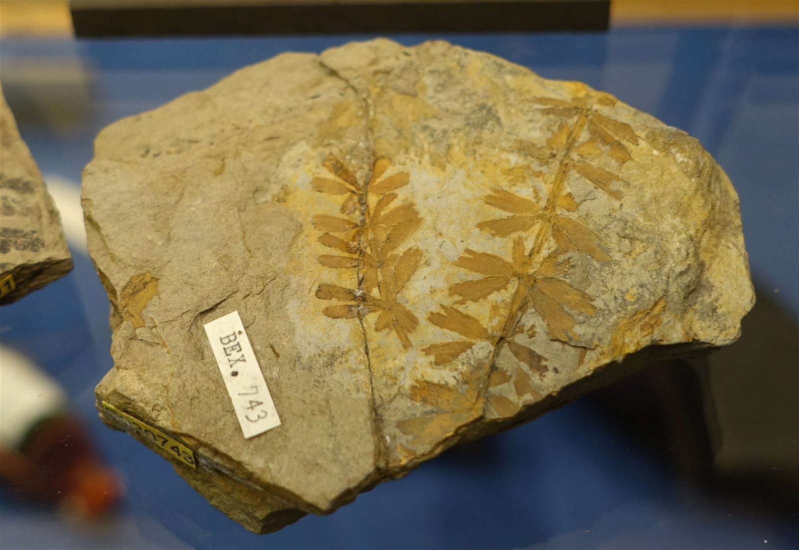 Swedish Museum of Natural History