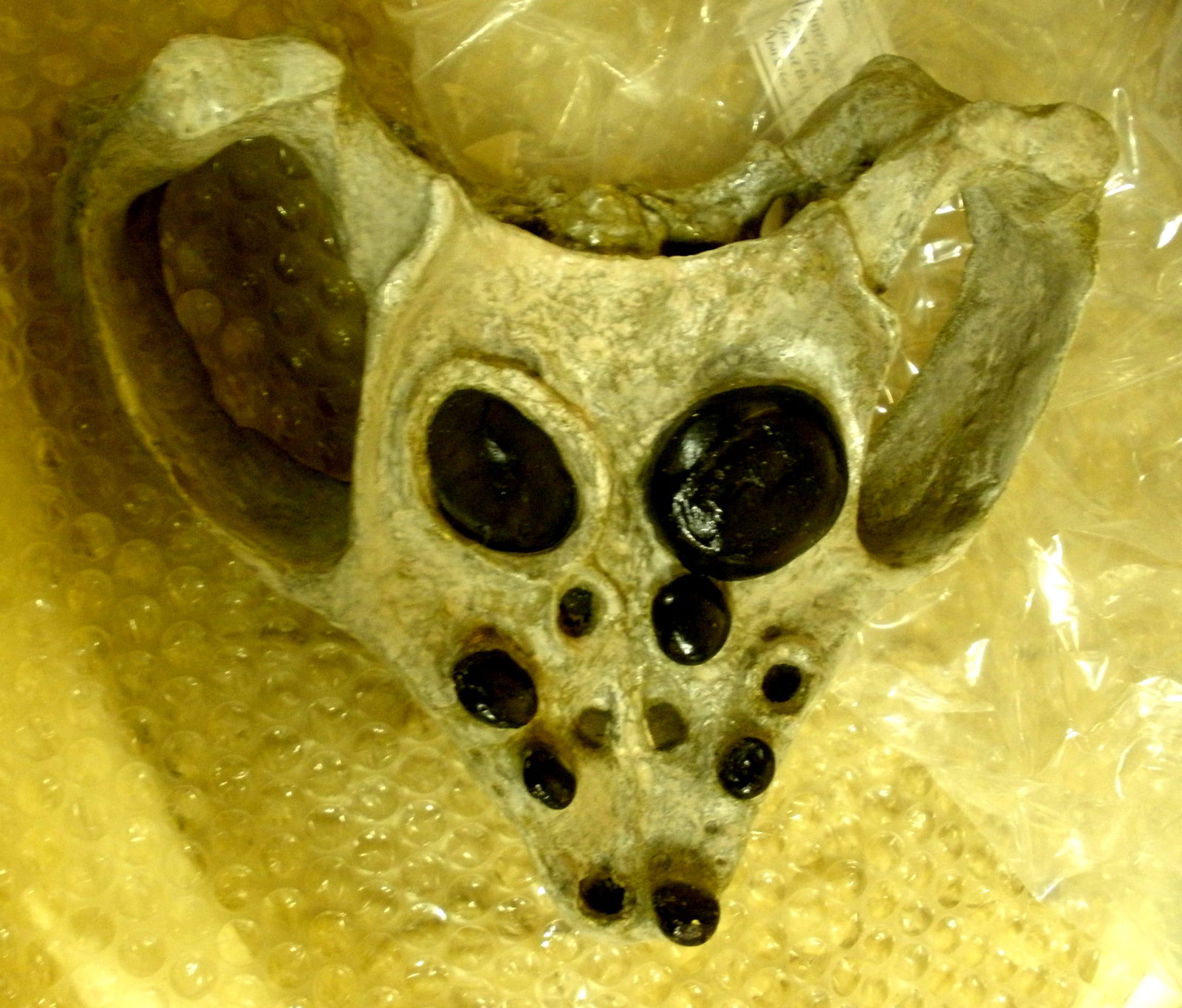 Civico Museo di Storia Naturale