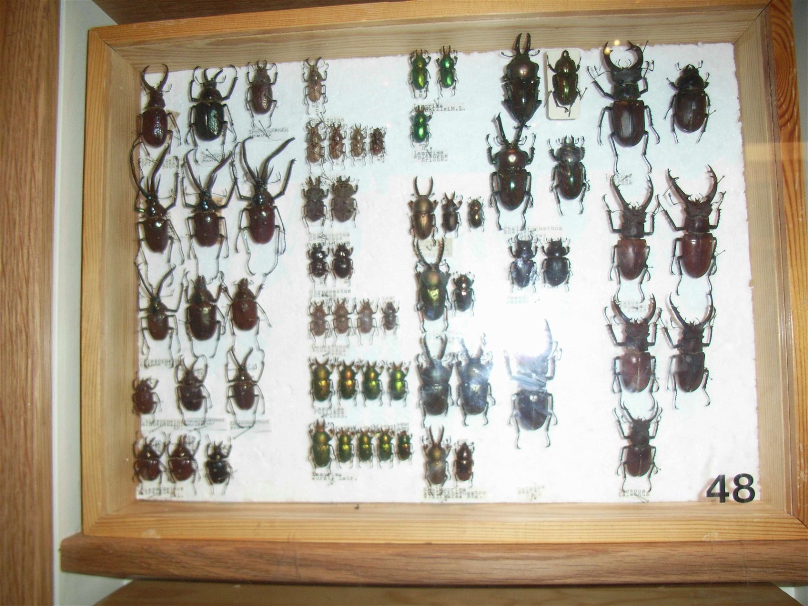 Swedish Museum of Natural History