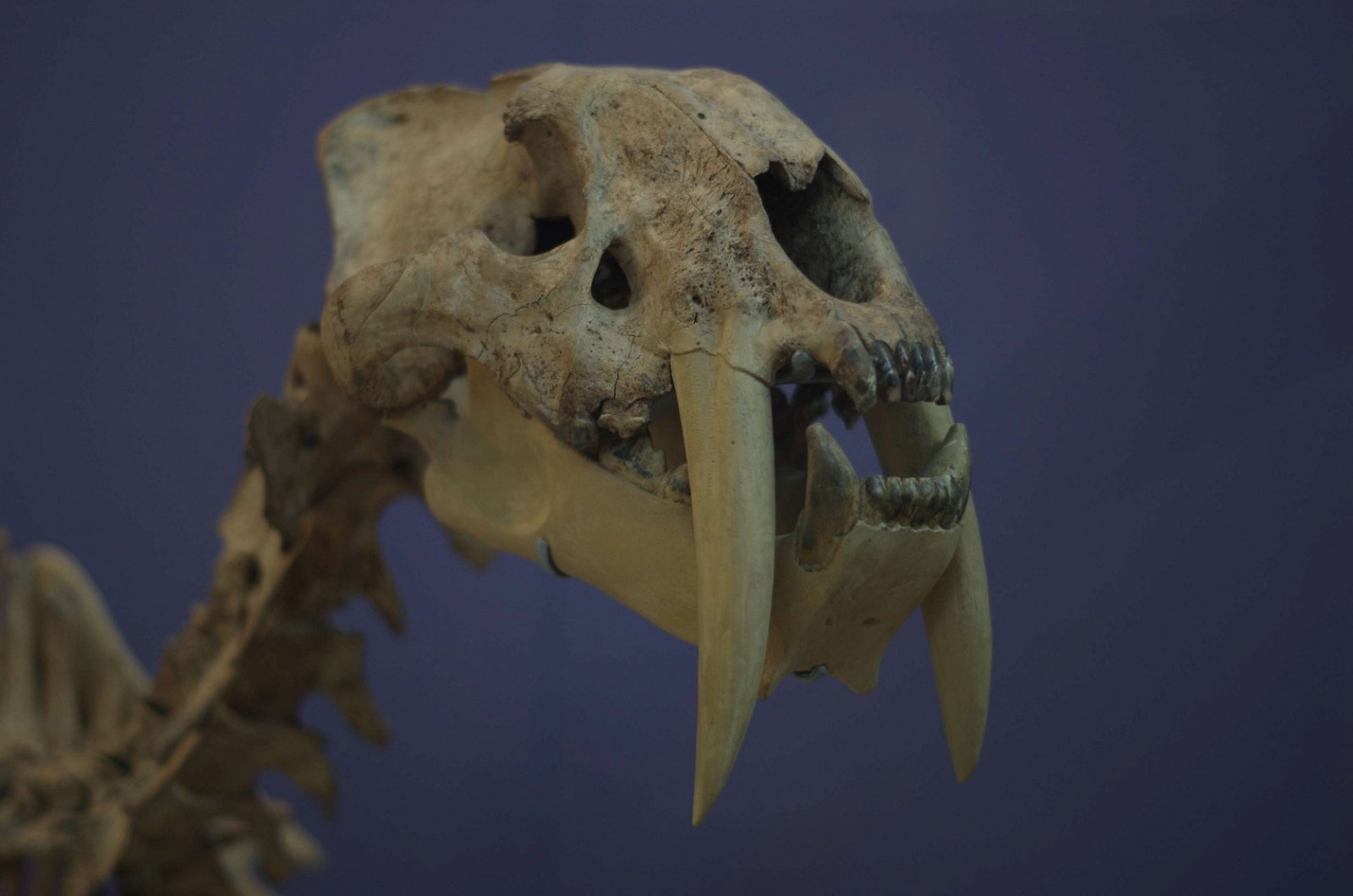 Museum of Natural Science