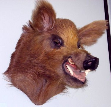 Natural History Museum at Tring