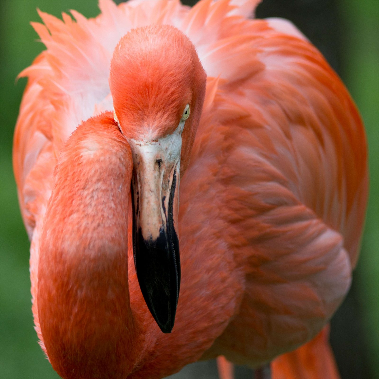 Zoo Aquarium de Madrid