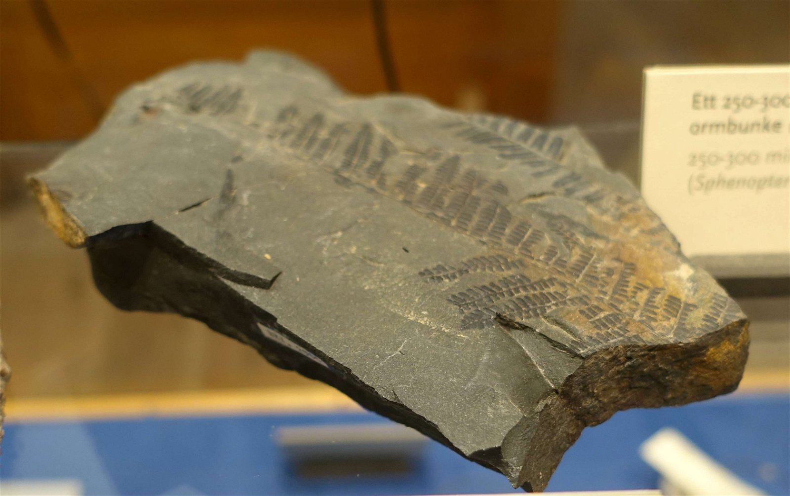 Swedish Museum of Natural History