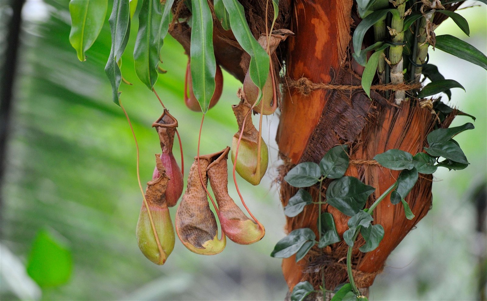 Parc zoologique de Paris