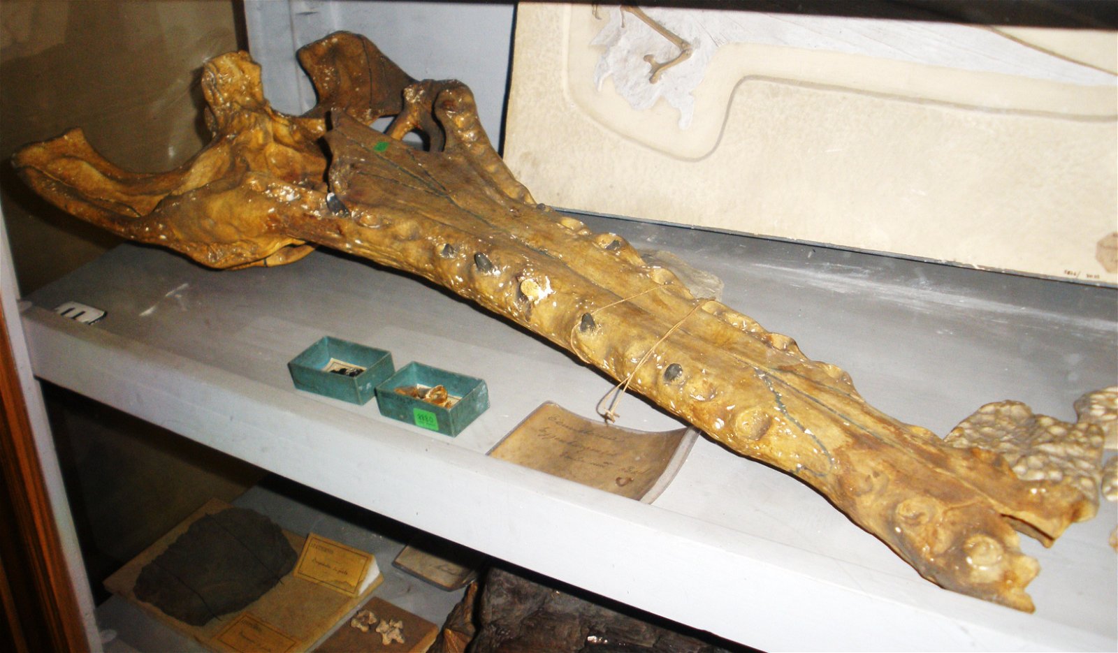 Museo Geologico Giovanni Capellini