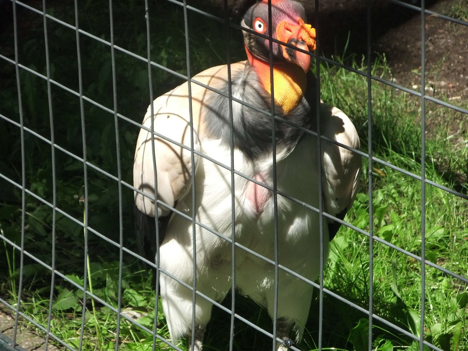 Berlin Zoological Garden