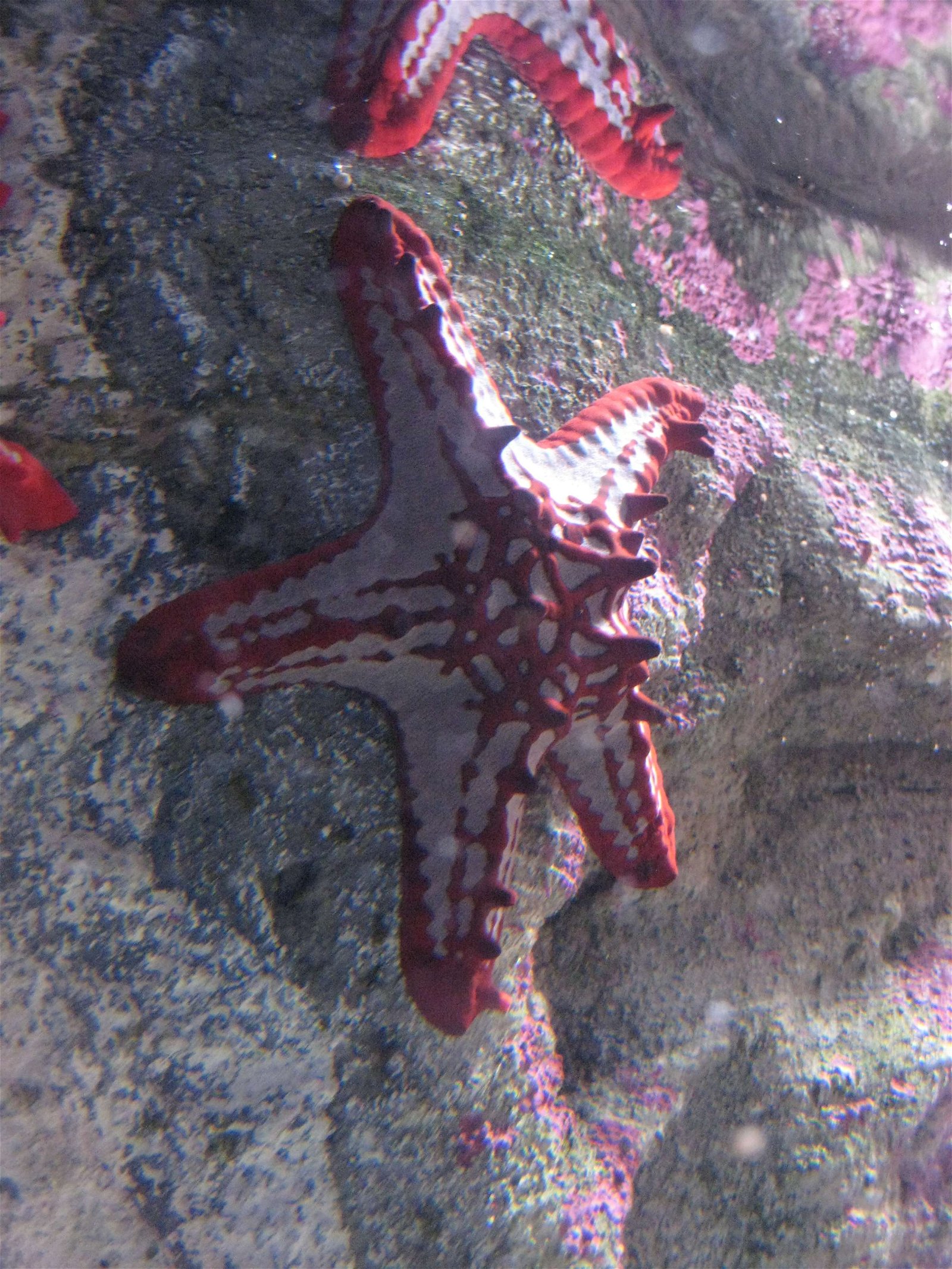 Aquarium de Paris - CineAqua