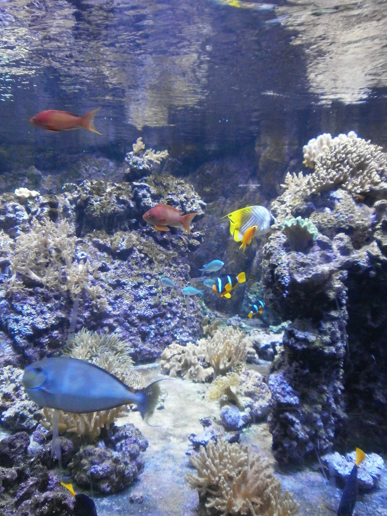 Acquario civico