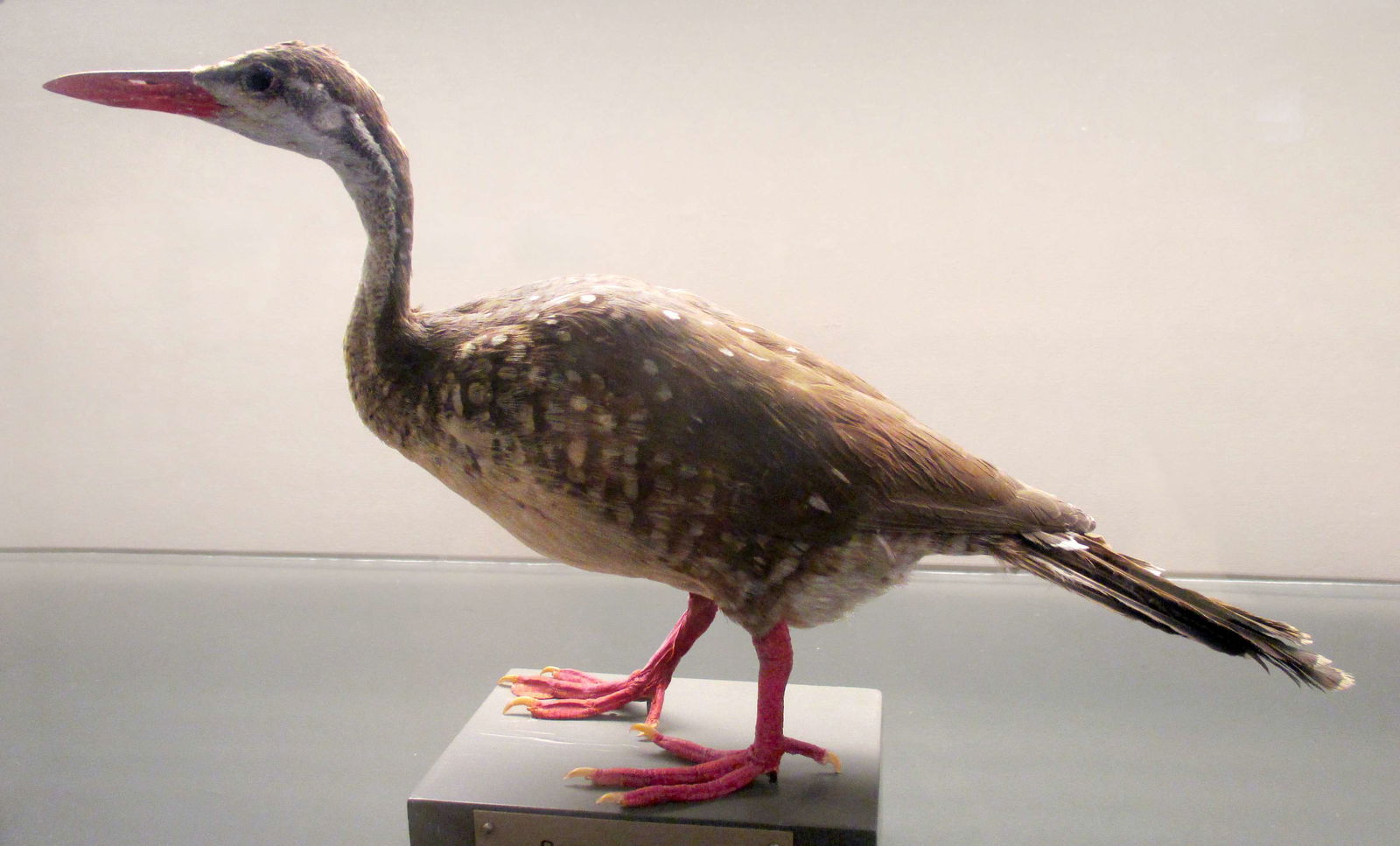 Göteborg Natural History Museum