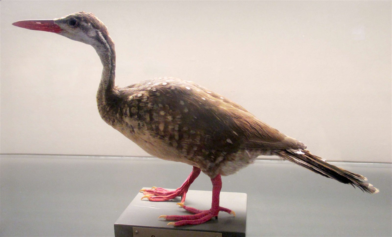 Göteborg Natural History Museum