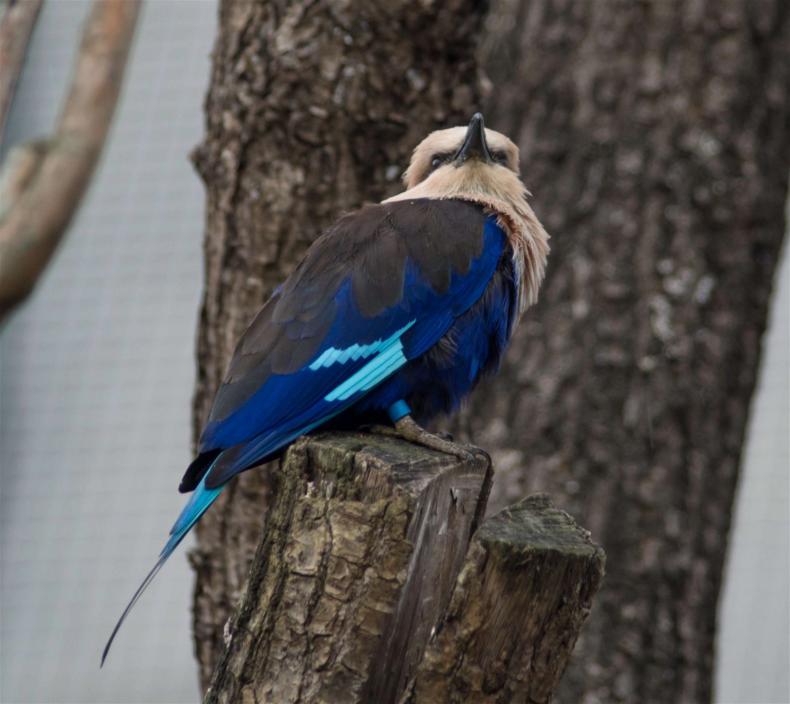 Parc zoologique de Paris