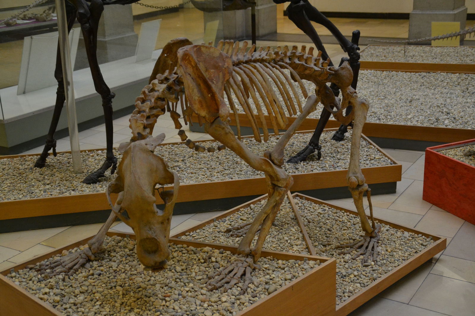 Paleontological Museum Munich