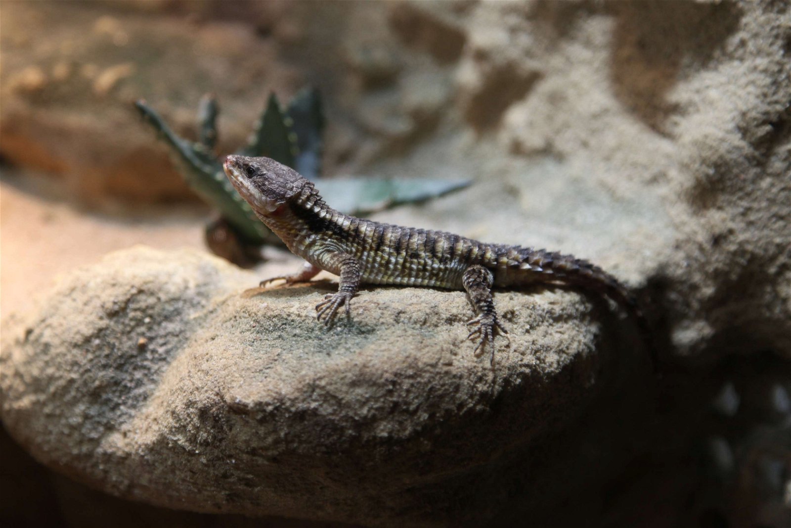Aquazoo – Löbbecke-Museum Düsseldorf