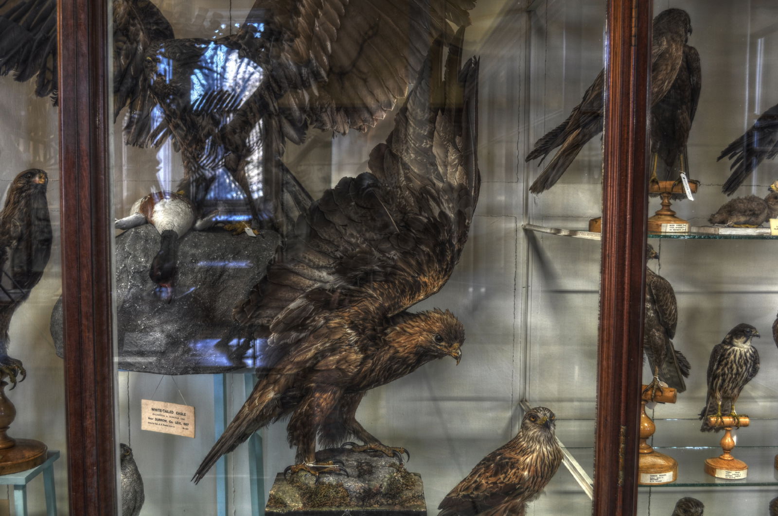 National Museum of Ireland, Merrion Street