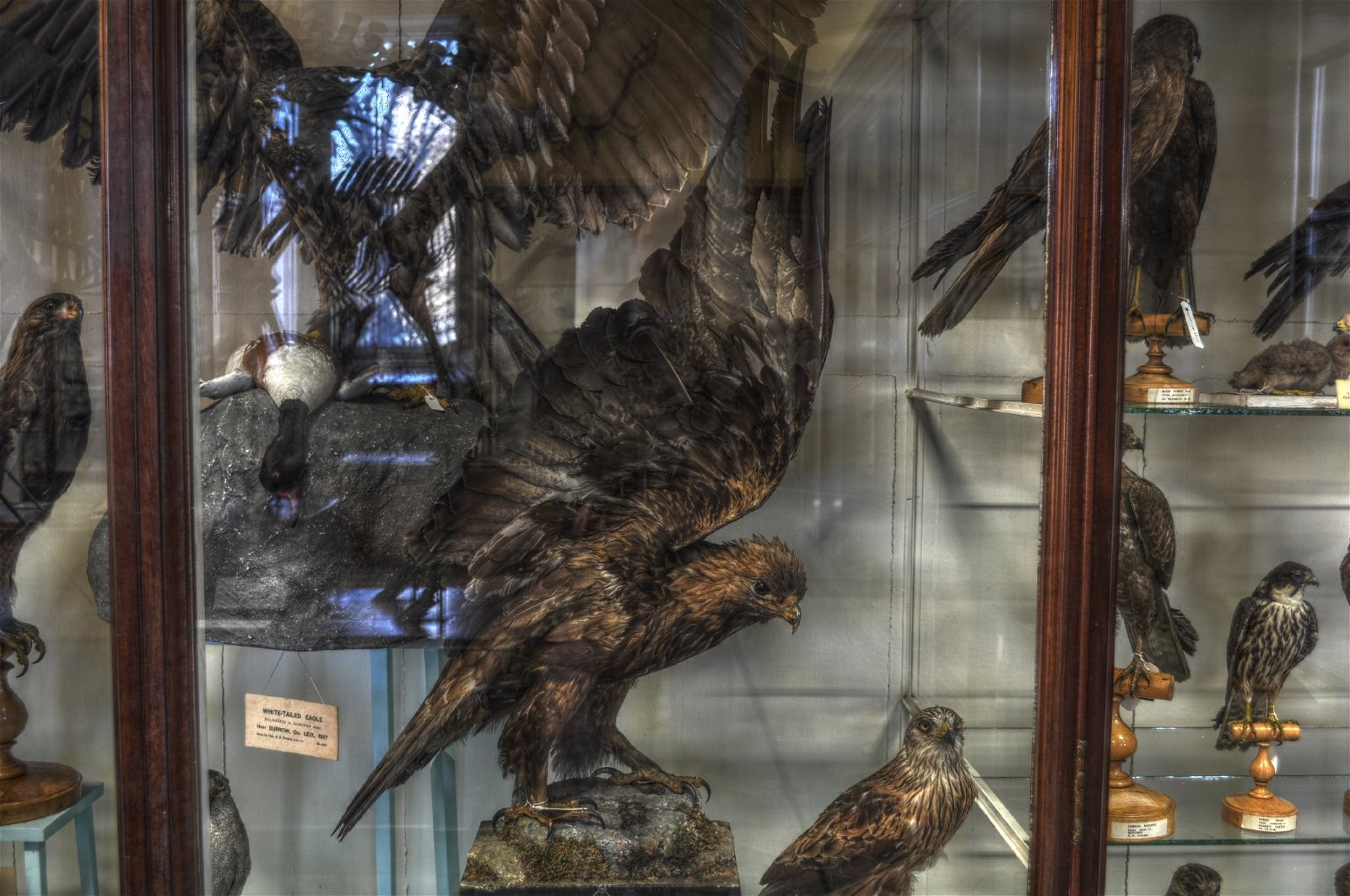 National Museum of Ireland - Natural History