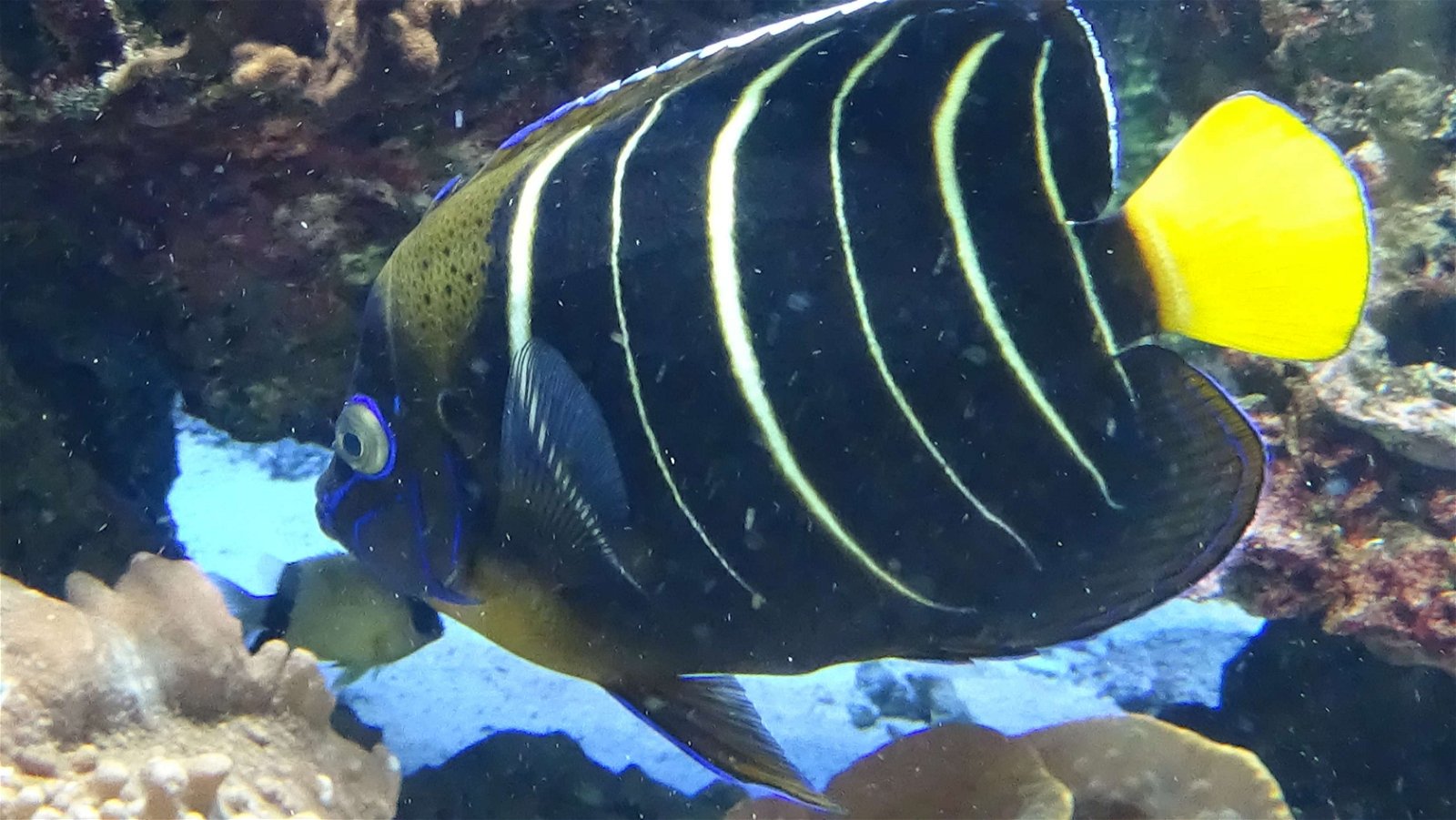 Aquarium de la Porte Dorée