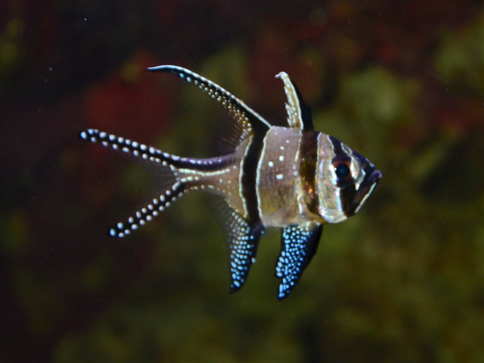 Aquaria Water Museum