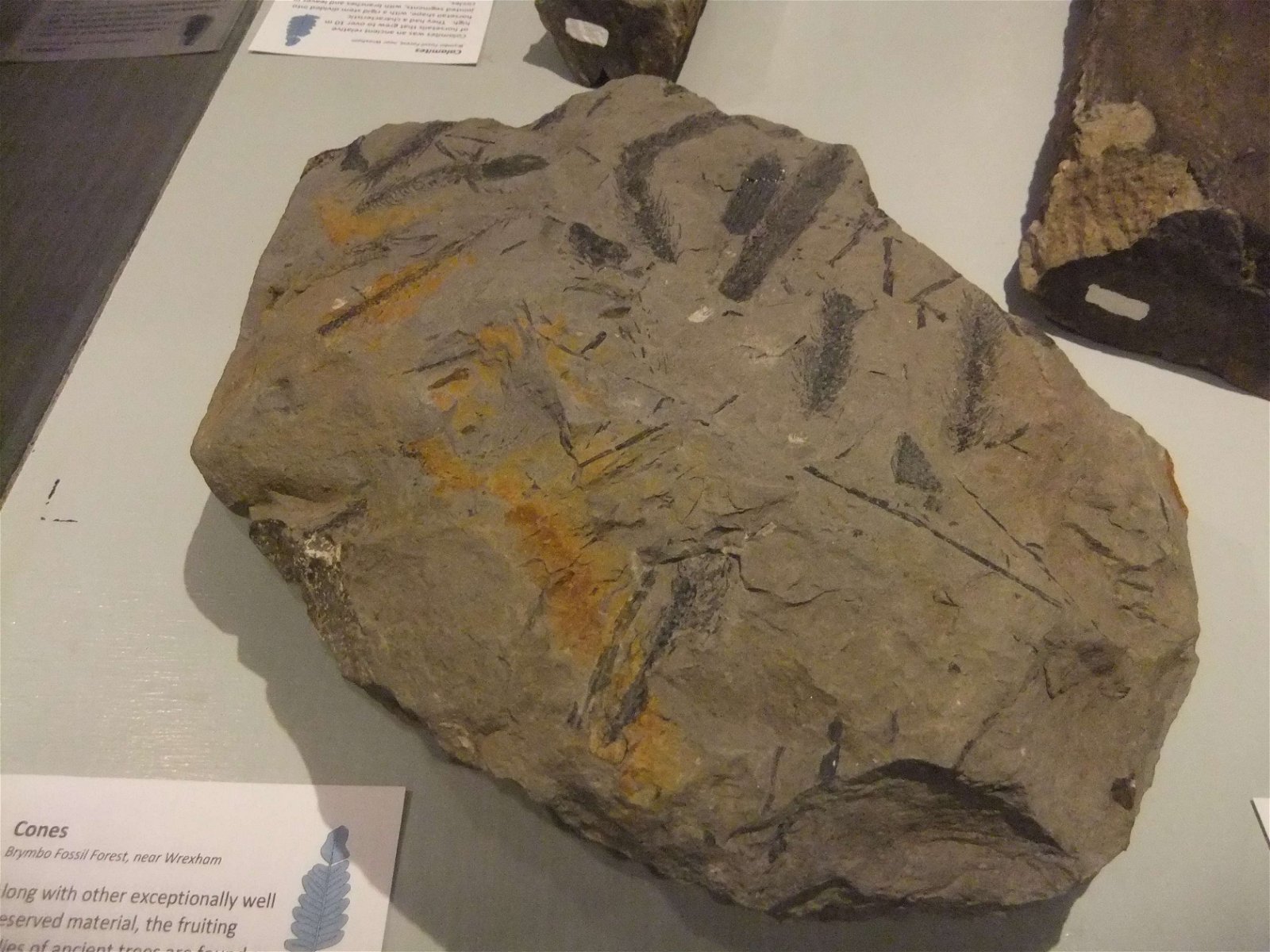 Wrexham County Borough Museum and Archives