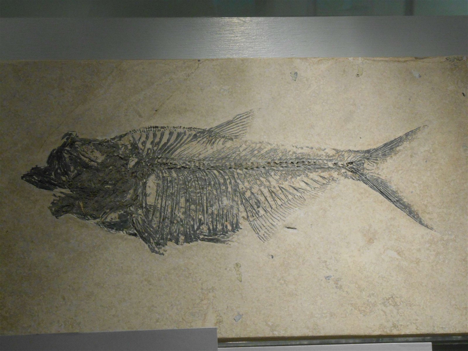 Wrexham County Borough Museum and Archives