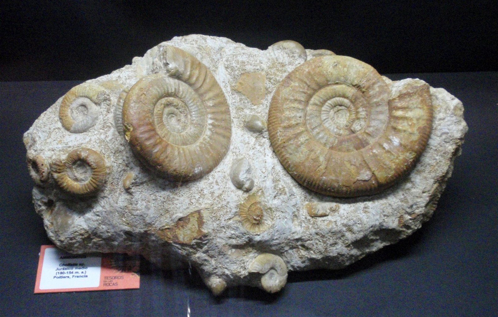 Museo Elder de la Ciencia y la Tecnología