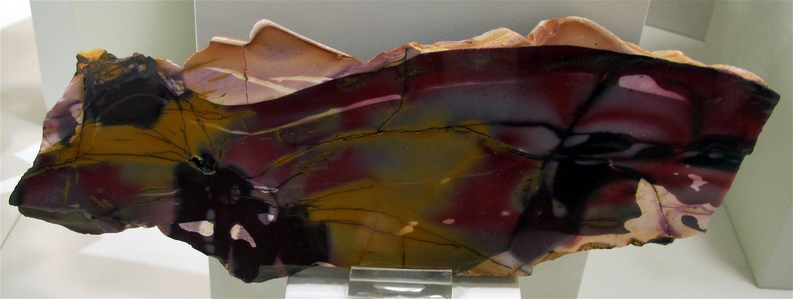 University of Florence Natural History Museum - Geology and Paleontology