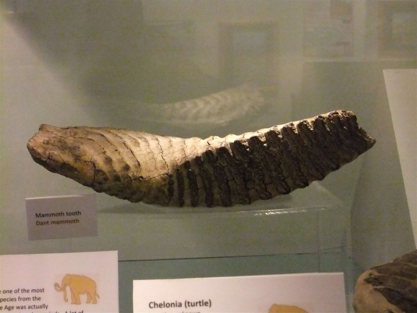 Wrexham County Borough Museum and Archives