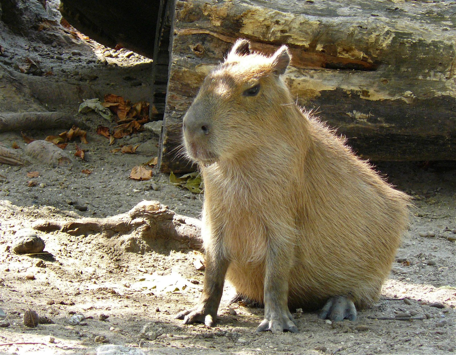 Budapest Zoo and Botanical Garden