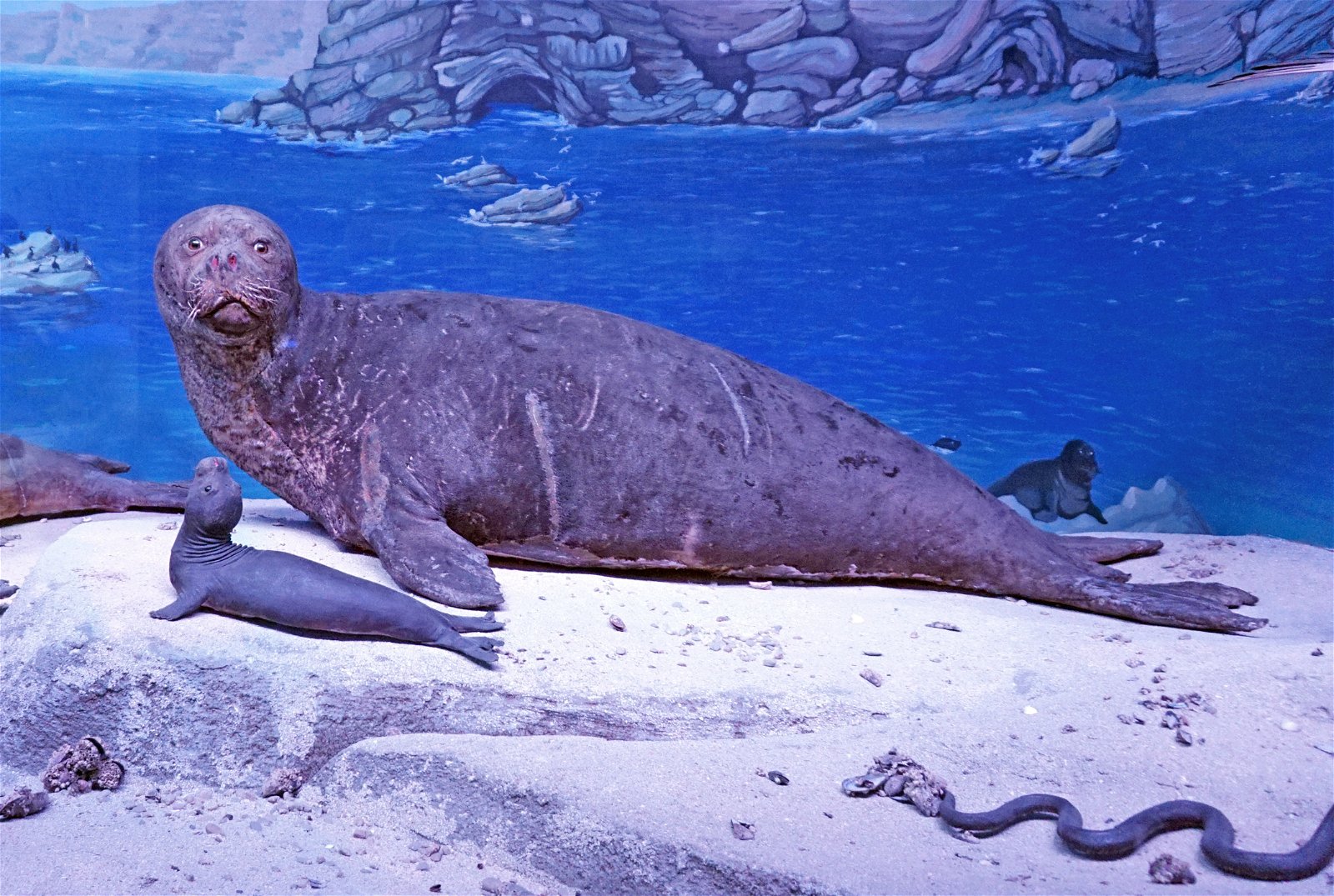 Grigore Antipa National Museum of Natural History