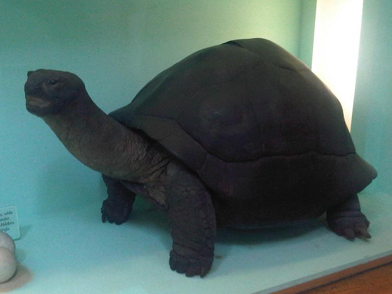 Natural History Museum