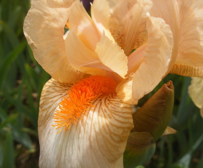 University of Oxford Botanic Garden