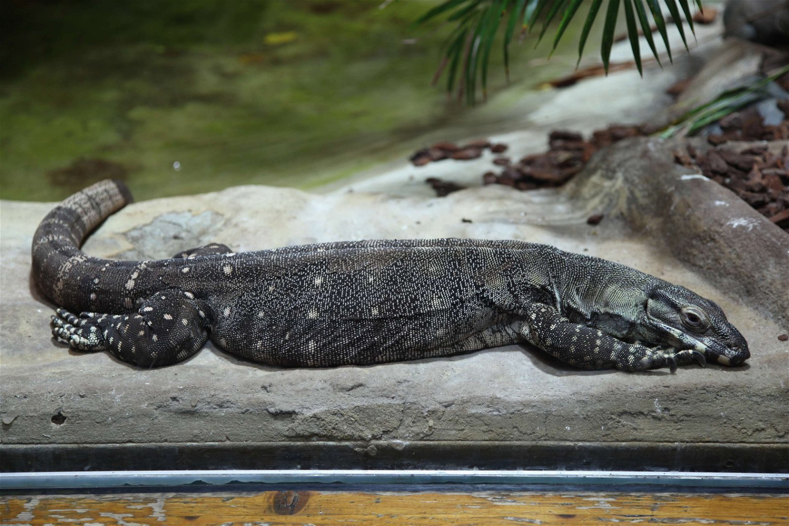 Tierpark und Fossilium Bochum