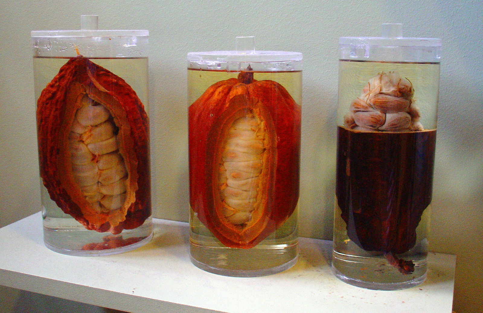 Choco-story Brussels - Museum of Cocoa and Chocolate (Brussels) - Visitor Information & Reviews