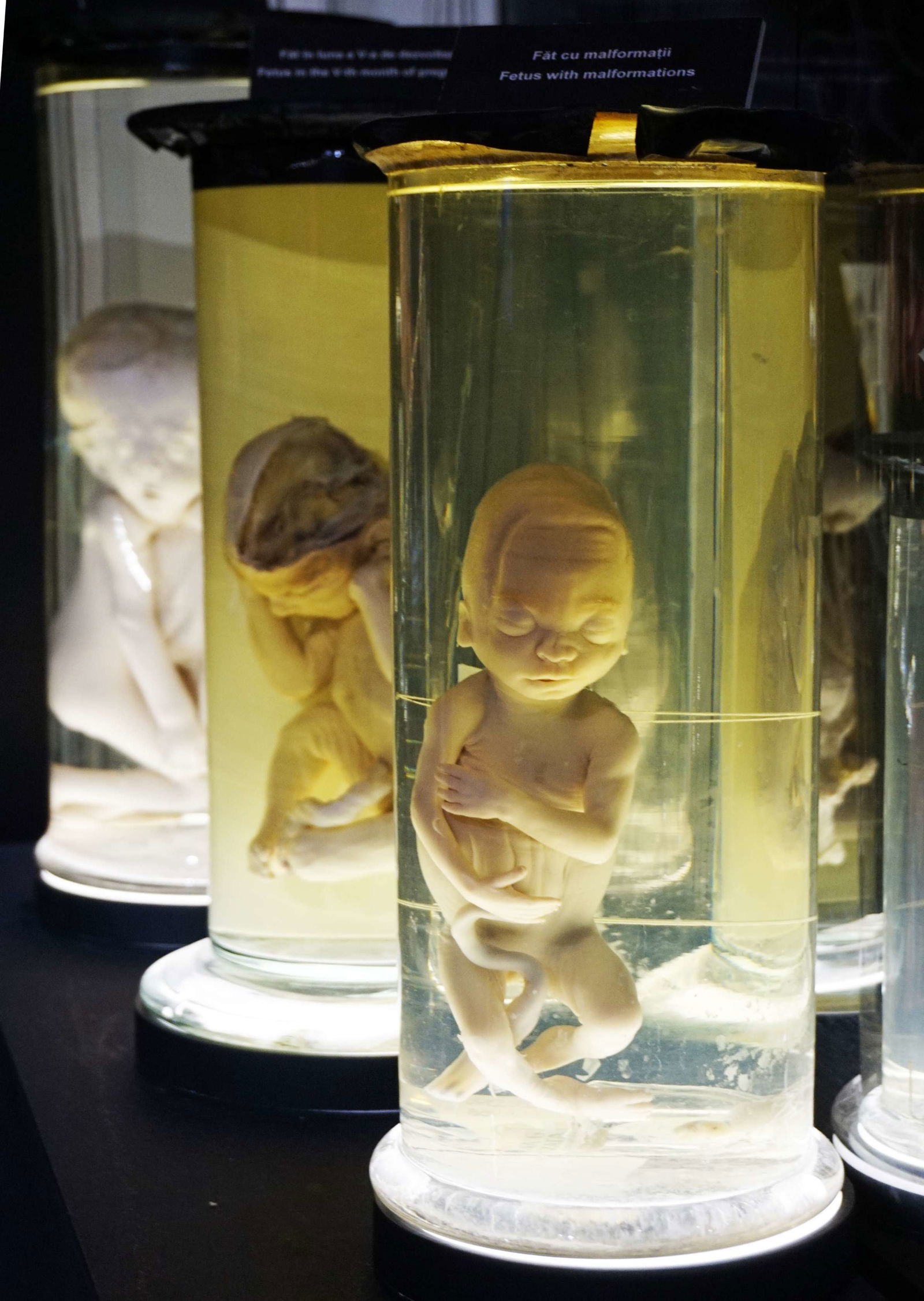 Grigore Antipa National Museum of Natural History