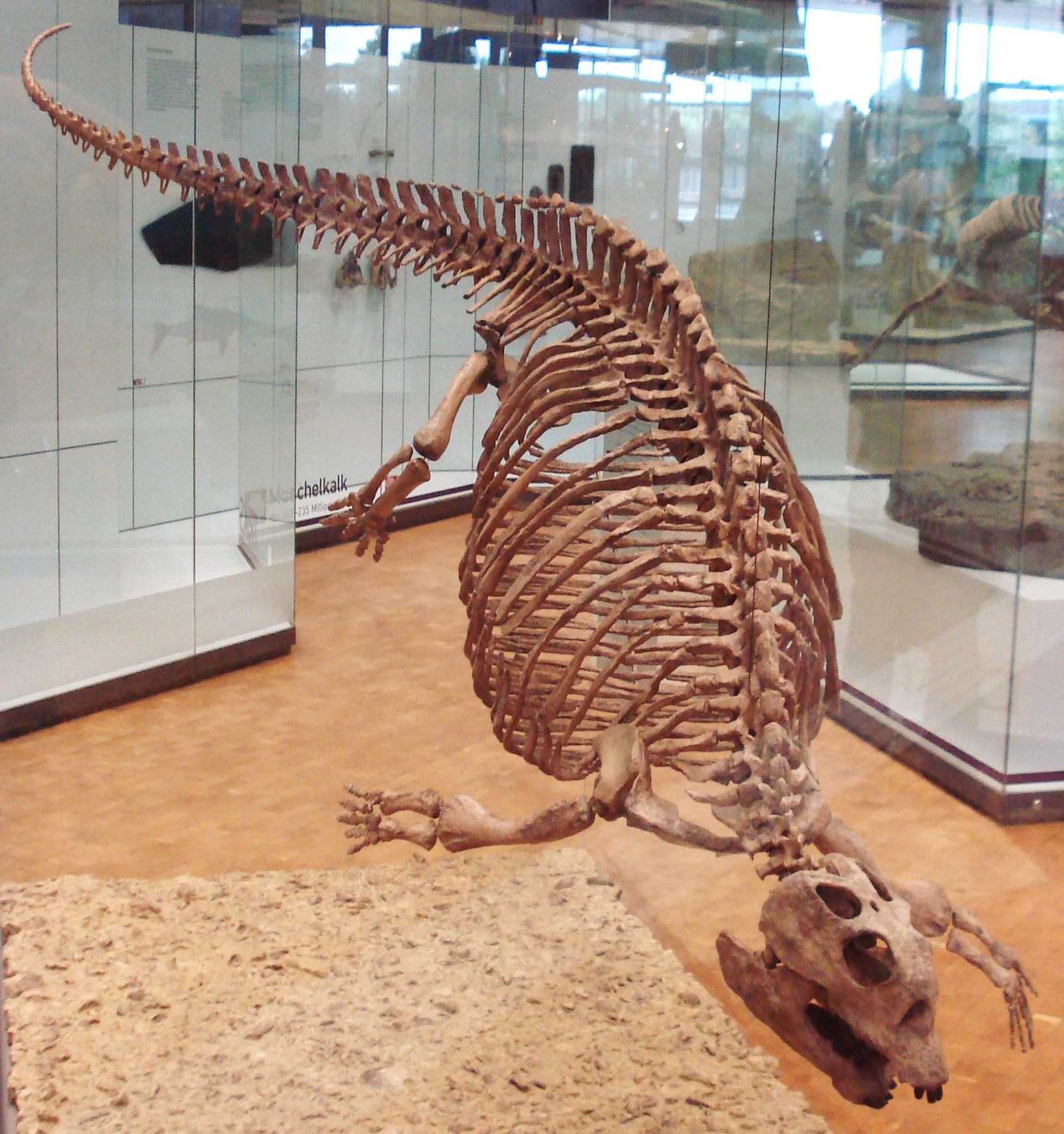 Staatliches Museum für Naturkunde Stuttgart