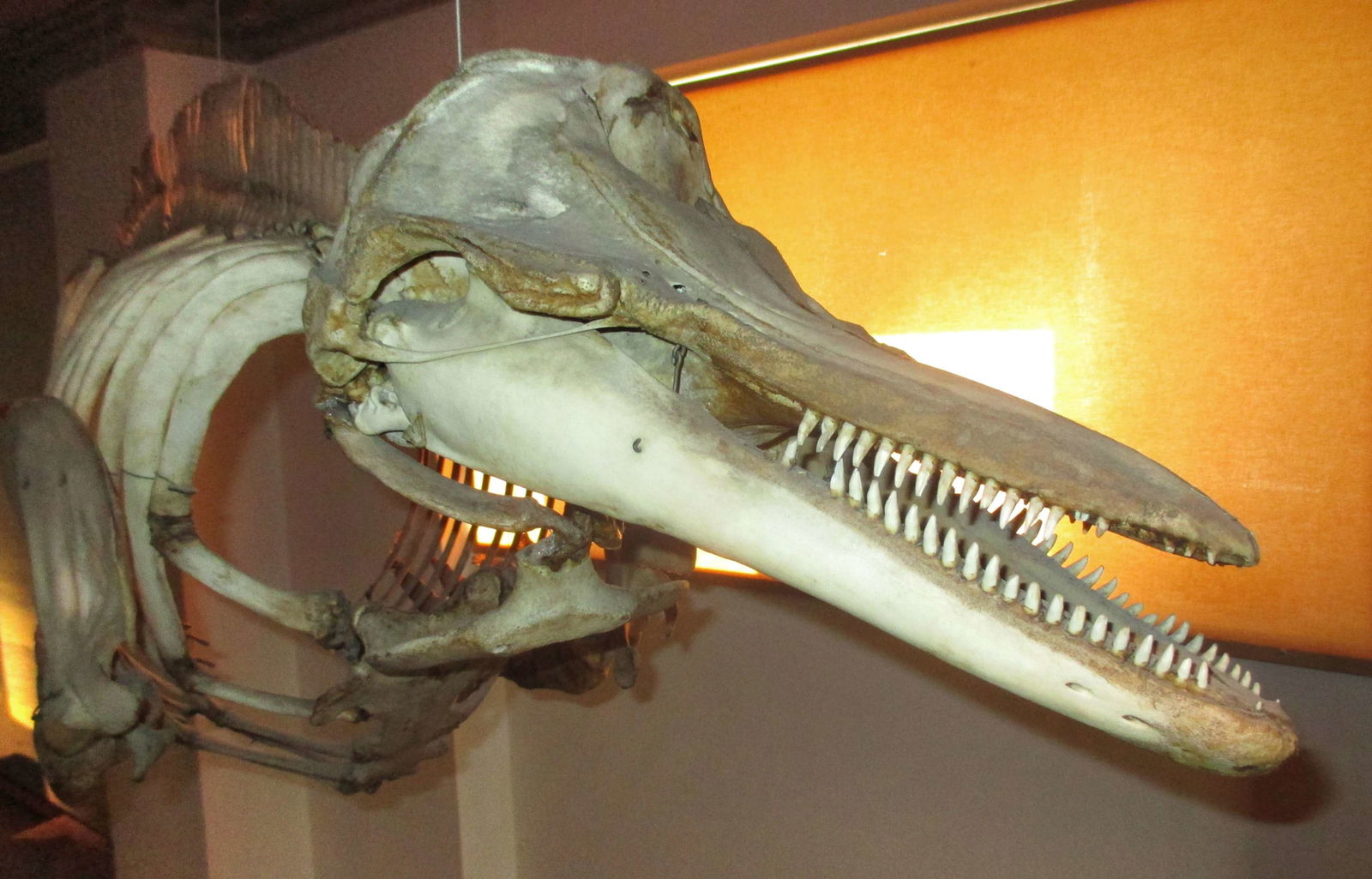 Göteborg Natural History Museum