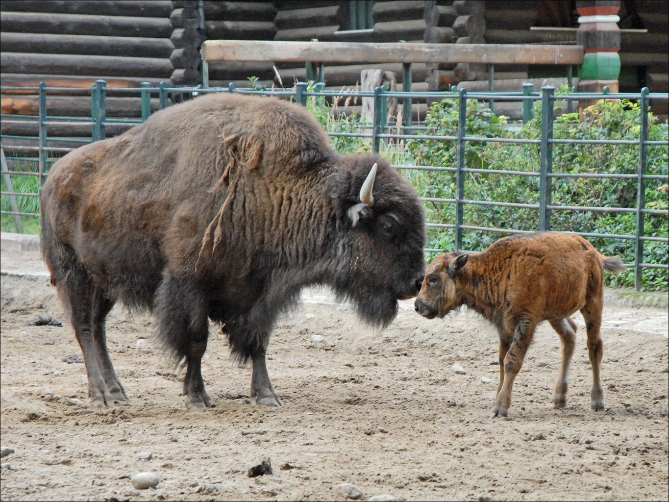 Berlin Zoological Garden