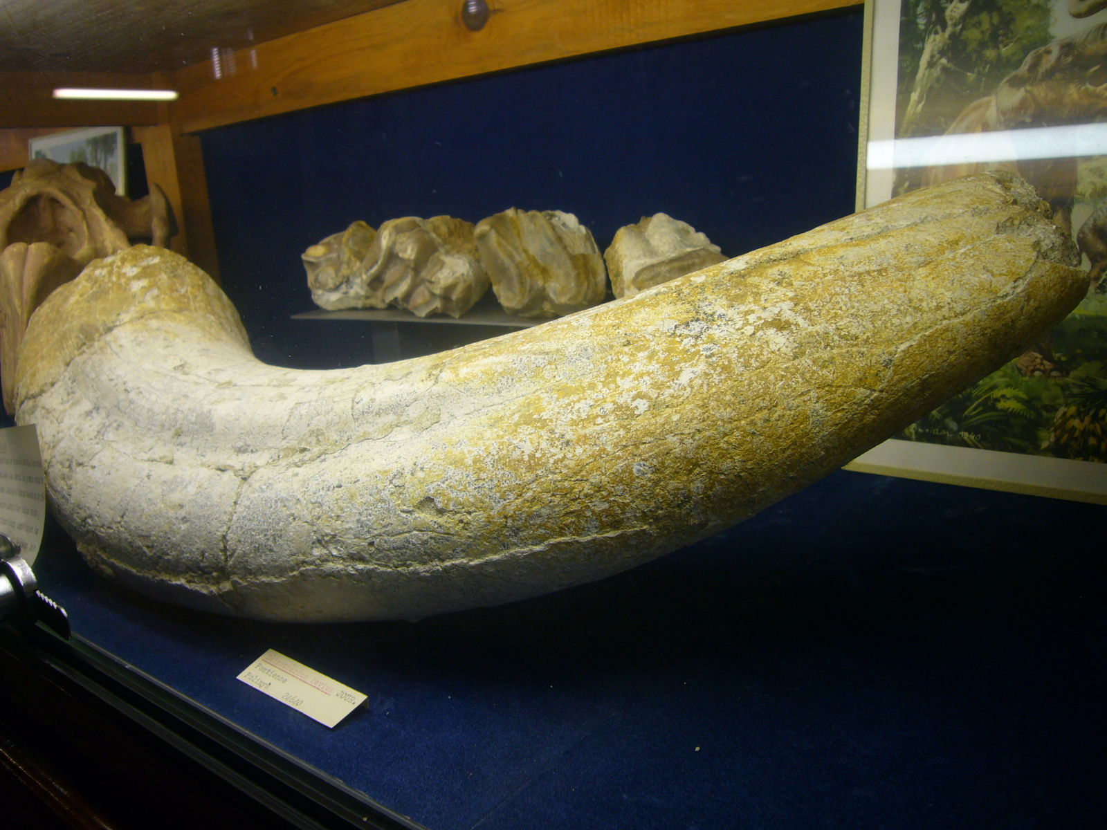 Museu Geologic del Seminari de Barcelona