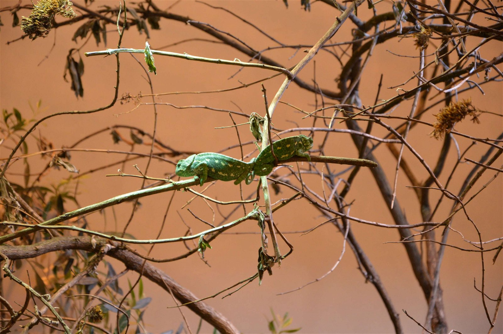 Parc zoologique de Paris