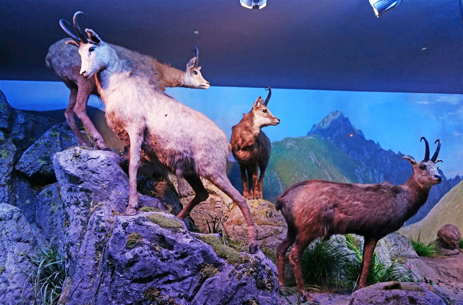 Grigore Antipa National Museum of Natural History